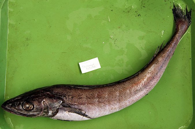 Image UW156113 of sample UW156113 (species: Merluccius productus) / © University of Washington Burke Museum Fish Collection