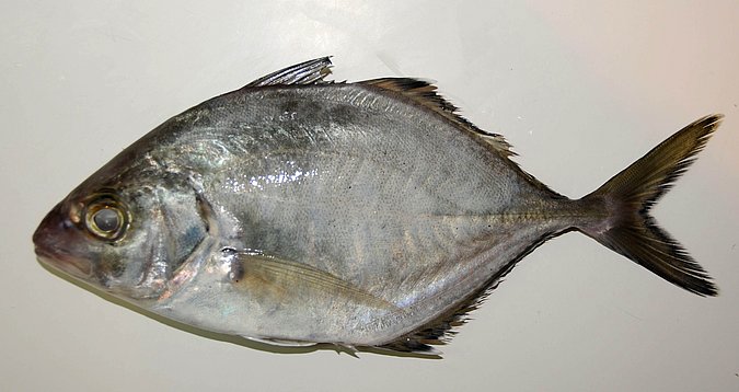 Image O048-1 of sample O048 (species: Carangoides equula) / © Prof. Dr. Reinhold Hanel