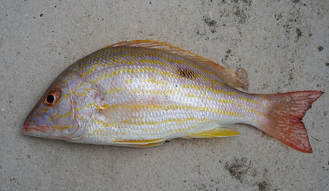 Image T237-1 of sample T237 (species: Lutjanus synagris) / © Prof. Dr. Reinhold Hanel