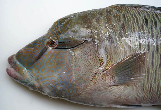 Image S223-2 of sample S223 (species: Cheilinus undulatus) / © Prof. Dr. Reinhold Hanel