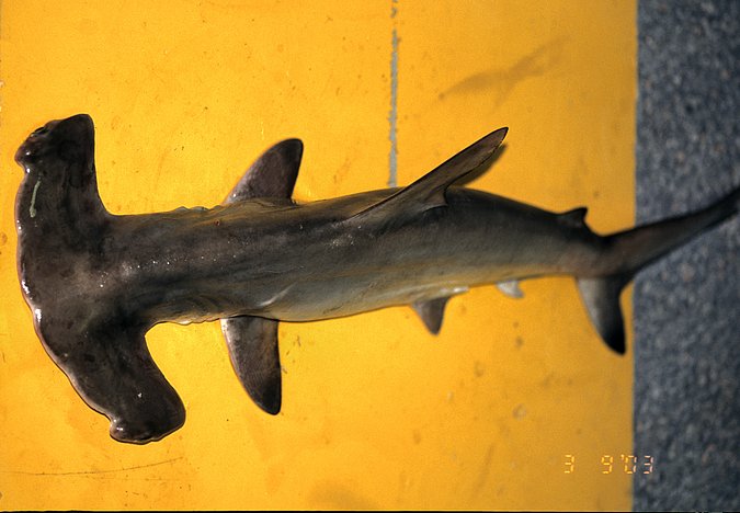 Image Angola-078-ak_B158_Sphyrna lewini of sample B158 (species: Sphyrna lewini) / © Prof. Dr. Reinhold Hanel