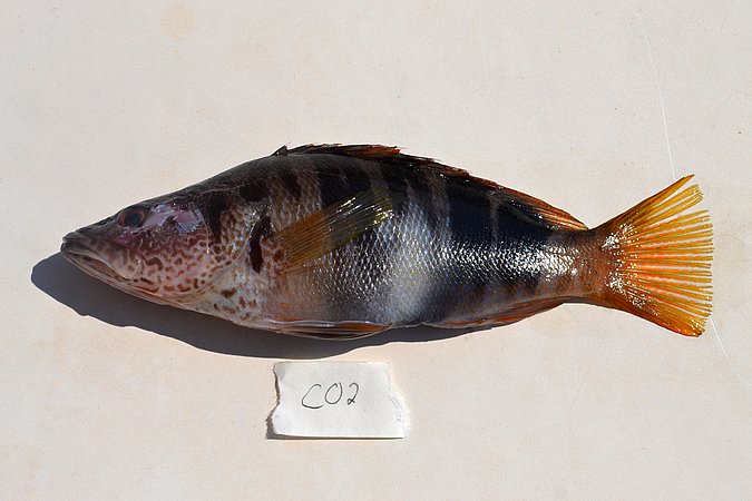 Image C002-1 of sample C002 (species: Serranus scriba) / © Prof. Dr. Reinhold Hanel