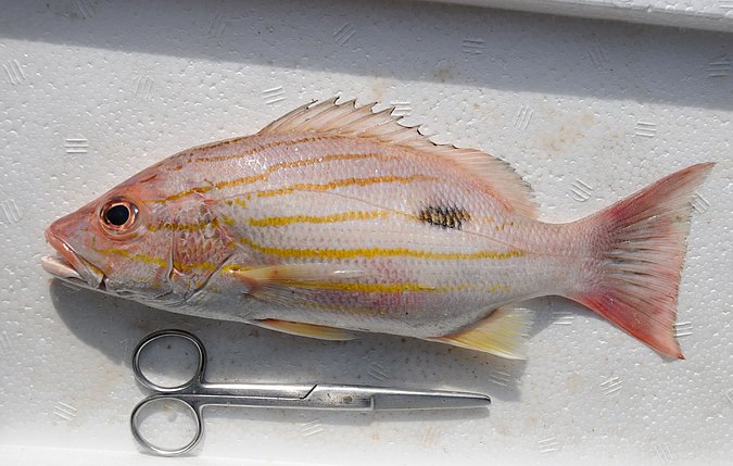 Image IR017-1 of sample IR017 (species: Lutjanus russellii) / © Prof. Dr. Reinhold Hanel