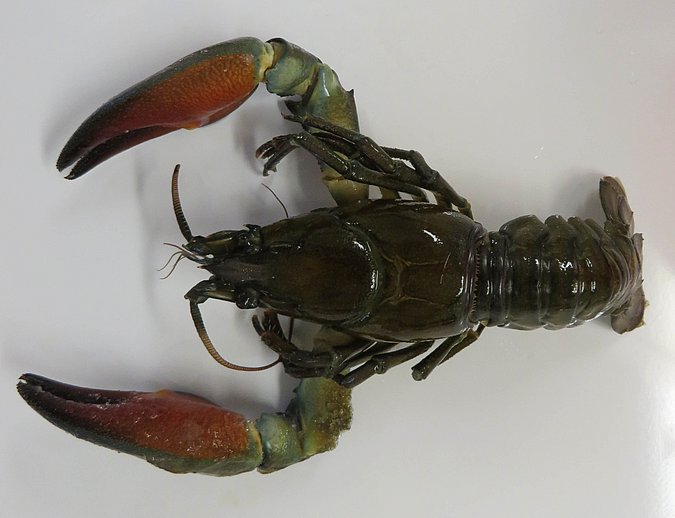 Image Kr20T139 of sample Kr20T139 (species: Pacifastacus leniusculus) / © Max Rubner-Institut, Institut für Sicherheit und Qualität bei Milch und Fisch, Hamburg