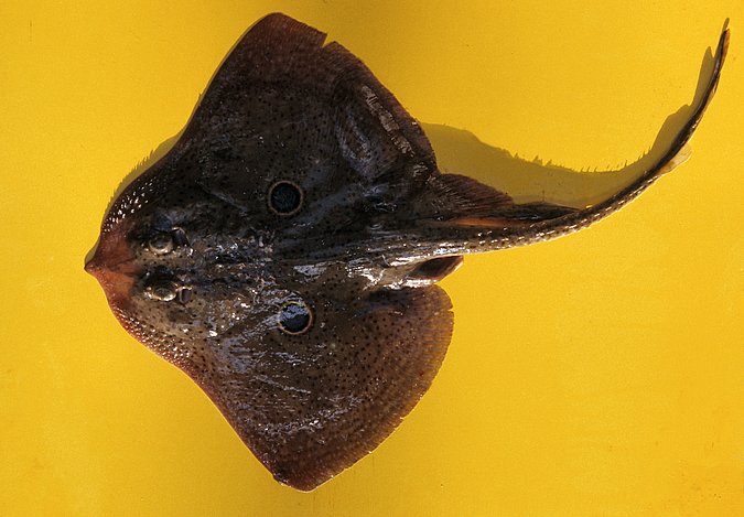 Image A001-1 of sample A001 (species: Raja miraletus) / © Prof. Dr. Reinhold Hanel