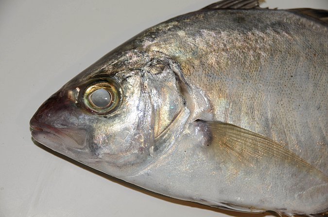Image O048-3 of sample O048 (species: Carangoides equula) / © Prof. Dr. Reinhold Hanel