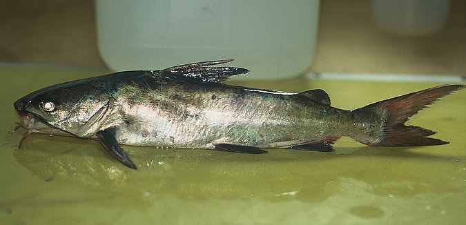 Image B157_____0266 of sample B157 (species: Carlarius parkii) / © Prof. Dr. Reinhold Hanel