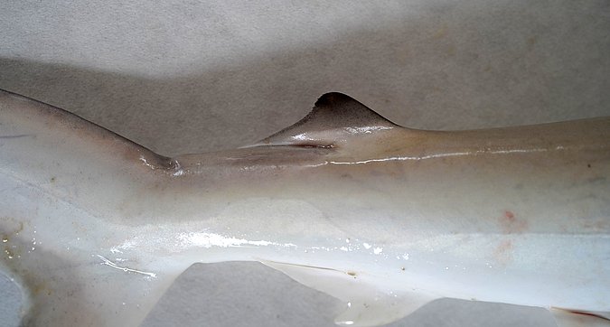 Image S023-4 of sample S023 (species: Sphyrna lewini) / © Prof. Dr. Reinhold Hanel