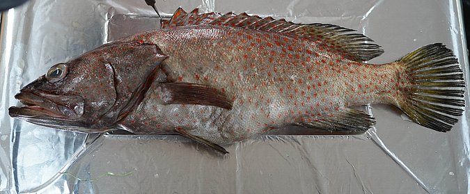 Image T103-6 of sample T103 (species: Anyperodon leucogrammicus) / © Prof. Dr. Reinhold Hanel