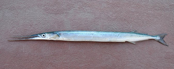 Image MA084-1 of sample MA084 (species: Belone belone) / © Prof. Dr. Reinhold Hanel