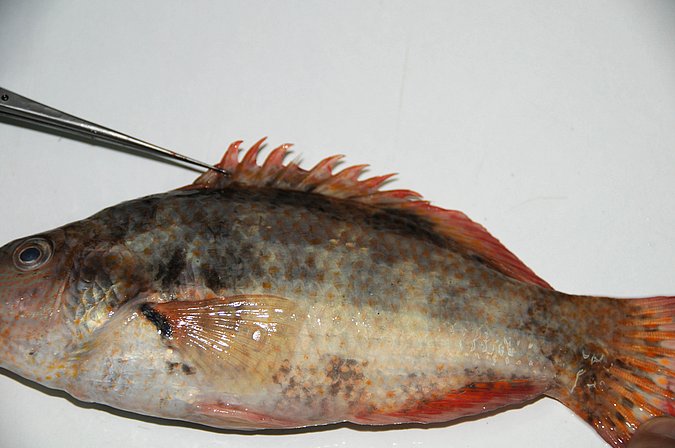 Image MA223-2 of sample MA223 (species: Symphodus bailloni) / © Prof. Dr. Reinhold Hanel