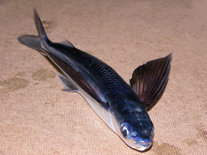 Image K05-27-4 of sample K05-27 (species: Hirundichthys affinis) / © Prof. Dr. Reinhold Hanel