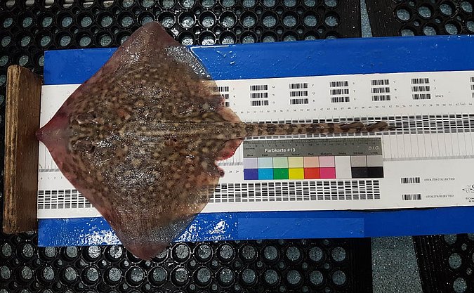 Image Raja_clavata_LGL_S3-1 of sample Raja_clavata_LGL_S3 (species: Raja clavata) / © Prof. Dr. Reinhold Hanel