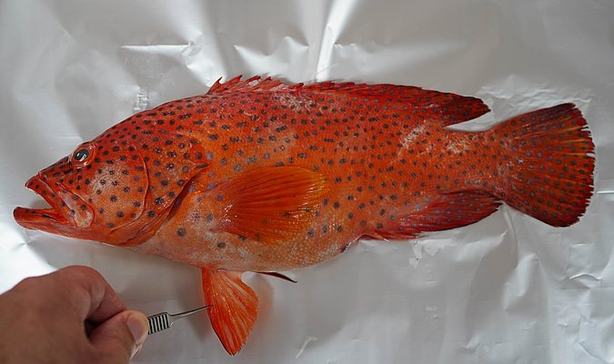 Image T166-3 of sample T166 (species: Cephalopholis miniata) / © Prof. Dr. Reinhold Hanel