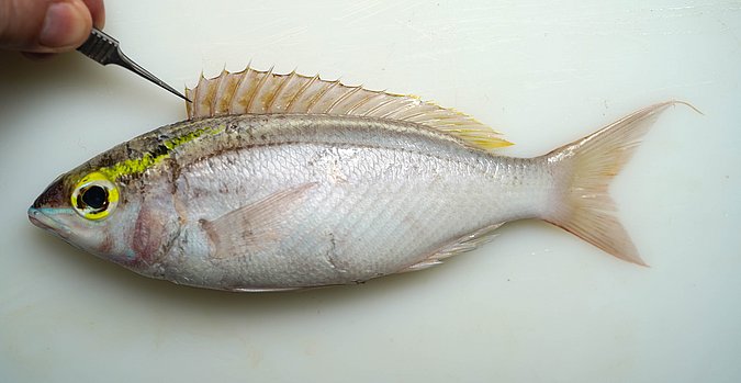 Image S171-2 of sample S171 (species: Scolopsis frenata) / © Prof. Dr. Reinhold Hanel