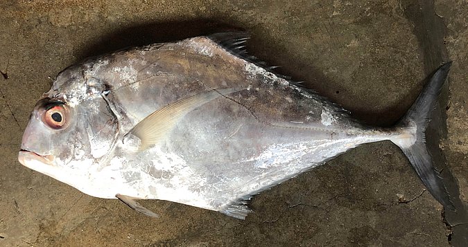 Image S194-1 of sample S194 (species: Alectis ciliaris) / © Prof. Dr. Reinhold Hanel