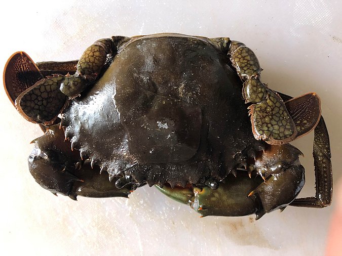 Image S282-1 of sample S282 (species: Scylla serrata) / © Max Rubner-Institut, Institut für Sicherheit und Qualität bei Milch und Fisch, Hamburg