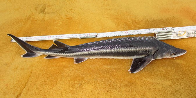 Image LGL_Acipenser_nudiventris_S6-1 of sample LGL_Acipenser_nudiventris_S6 (species: Acipenser nudiventris) / © Prof. Dr. Reinhold Hanel
