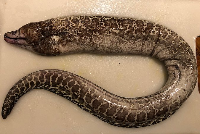 Image S242-1 of sample S242 (species: Gymnothorax undulatus) / © Prof. Dr. Reinhold Hanel