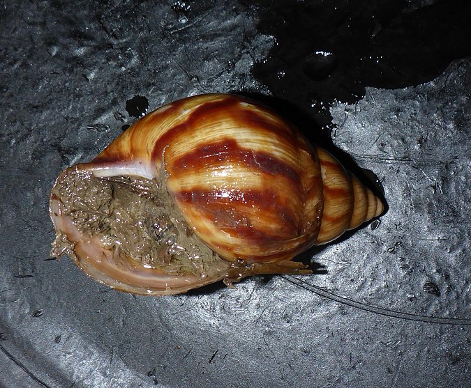 Image ZSM Mol 20051153 of sample ZSM Mol 20051153 (species: Achatina fulica) / © LGL_SNSB/ZSM