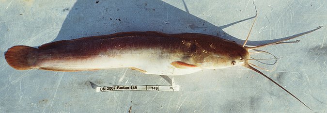 Image ZSM-PIS-035183|ZSM-SUD-2007/149 of sample ZSM-PIS-035183|ZSM-SUD-2007/149 (species: Clarias gariepinus) / © LGL_SNSB/ZSM