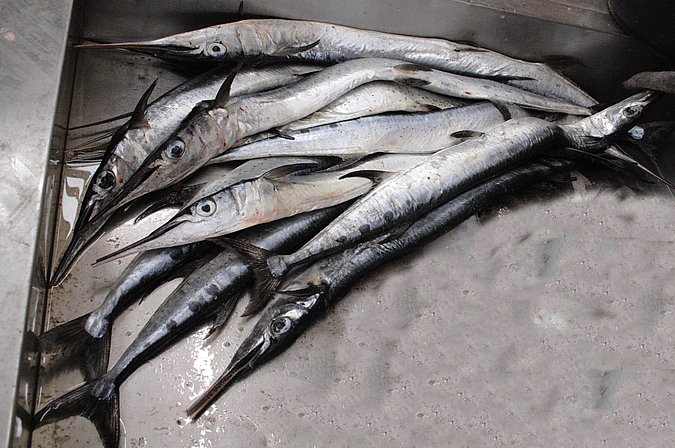 Image KV071-2 of sample KV071 (species: Ablennes hians) / © Prof. Dr. Reinhold Hanel