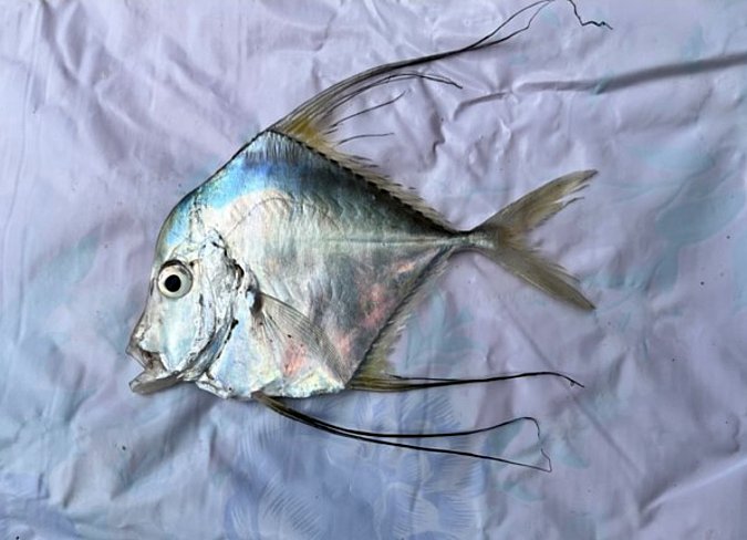 Image KIPEPEO A-1 of sample KIPEPEO A (species: Alectis indica) / © Prof. Dr. Reinhold Hanel