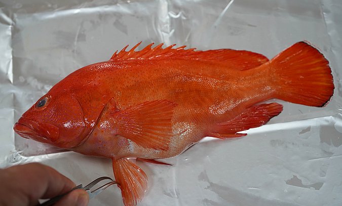 Image T124-5 of sample T124 (species: Cephalopholis aurantia) / © Prof. Dr. Reinhold Hanel