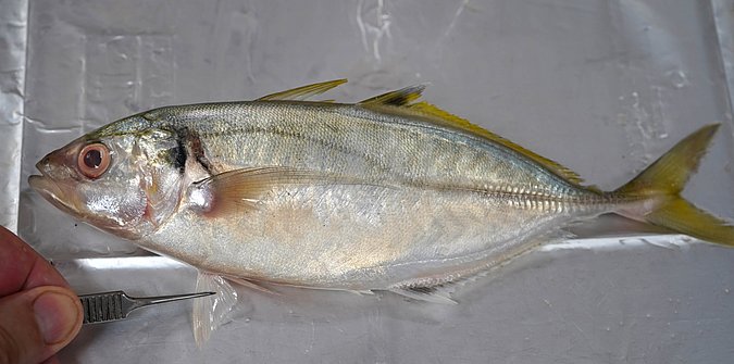 Image T150-6 of sample T150 (species: Atule mate) / © Prof. Dr. Reinhold Hanel
