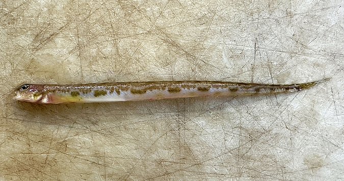 Image WH002-1 of sample WH002 (species: Lumpenus	lampretaeformis) / © Benita Möckel, Thünen Institute of Fisheries Ecology, Bremerhaven, Germany