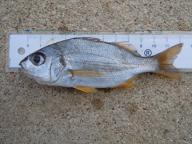 Image Sp505-2 of sample Sp505 (species: Pomadasys incisus) / © © Johann Heinrich von Thünen Institute