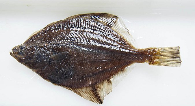 Image UAM_Fish_6585 [372178] of sample UAM:Fish:6585 [372178] (species: Platichthys stellatus) / © University of Alaska Fairbanks