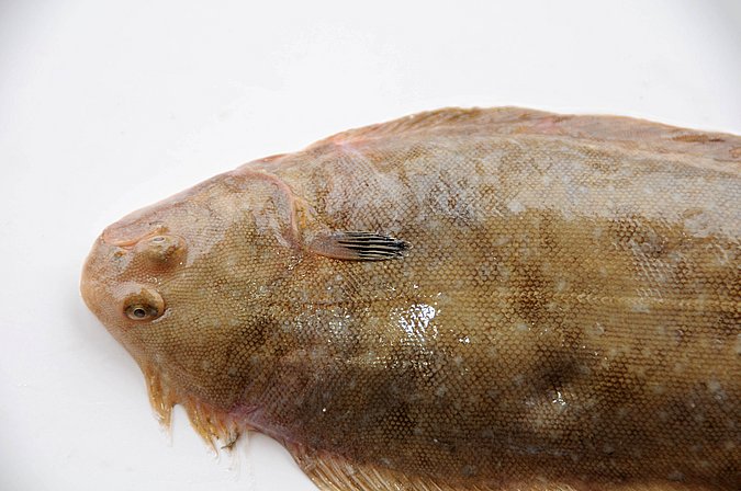 Image MA118-2 of sample MA118 (species: Solea senegalensis) / © Prof. Dr. Reinhold Hanel
