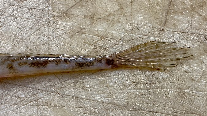 Image WH004-3 of sample WH004 (species: Lumpenus	lampretaeformis) / © Benita Möckel, Thünen Institute of Fisheries Ecology, Bremerhaven, Germany