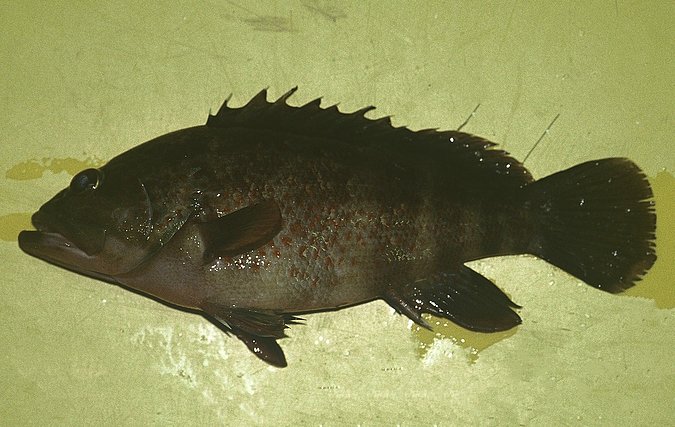 Image B311_____0247 of sample B311 (species: Cephalopholis nigri) / © Prof. Dr. Reinhold Hanel