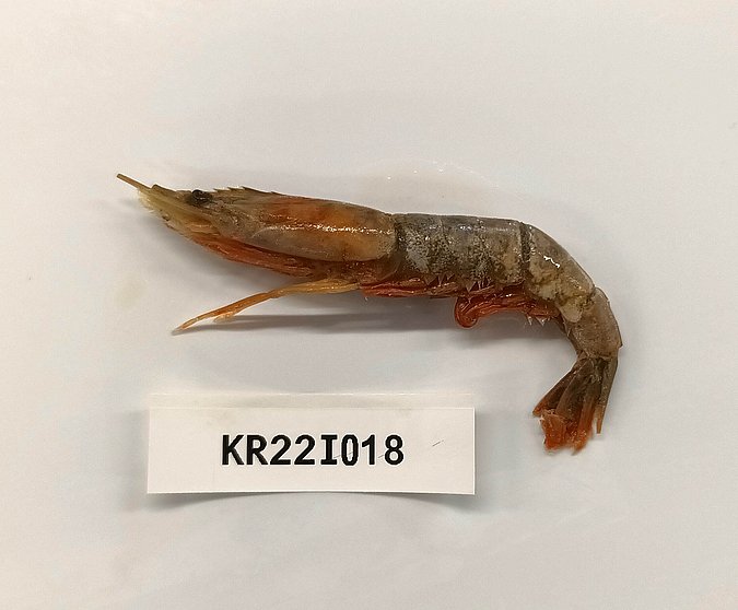 Image Kr22I018 of sample Kr22I018 (species: Parapenaeopsis stylifera) / © Chandrasena Reddy, Intertek, Hyderabad, India