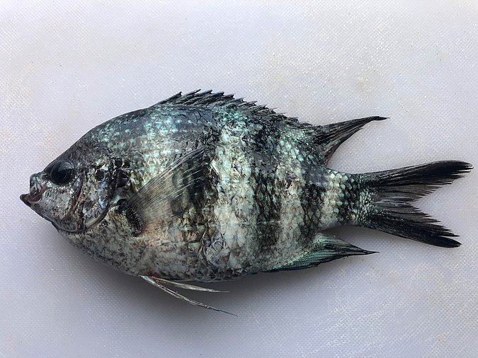 Image S266-1 of sample S266 (species: Abudefduf sexfasciatus) / © Prof. Dr. Reinhold Hanel