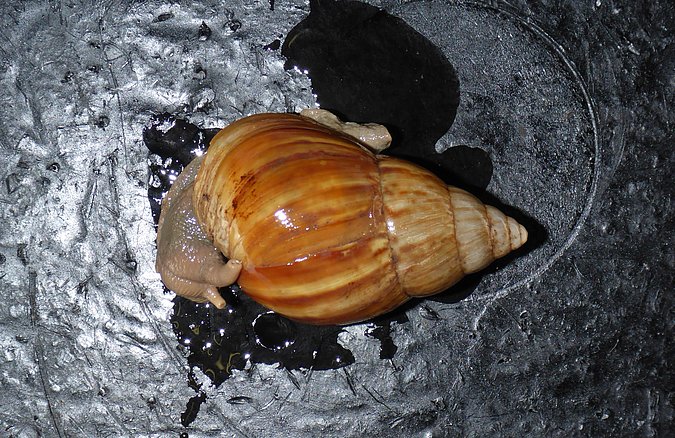 Image ZSM Mol 20071236 of sample ZSM Mol 20071236 (species: Achatina fulica) / © LGL_SNSB/ZSM