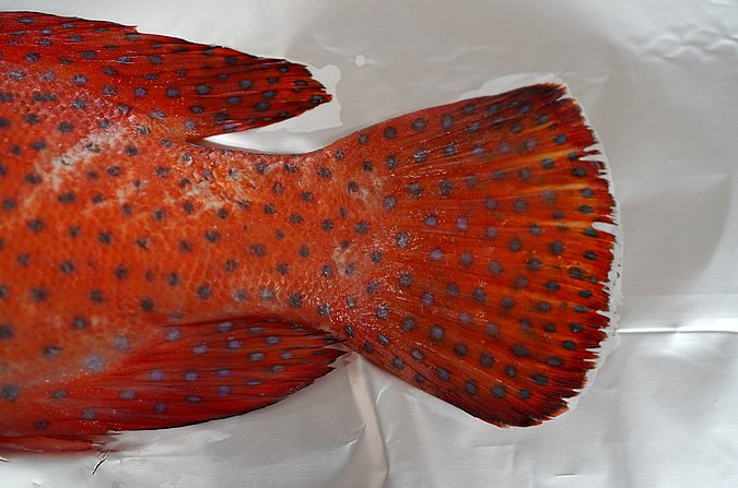 Image T166-7 of sample T166 (species: Cephalopholis miniata) / © Prof. Dr. Reinhold Hanel