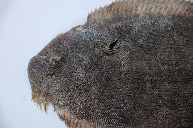 Image MA087-2 of sample MA087 (species: Pegusa lascaris) / © Prof. Dr. Reinhold Hanel