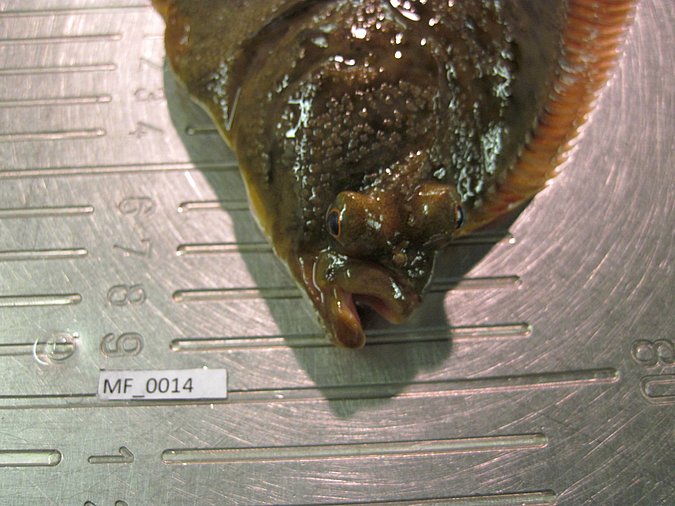 Image MF014-3 of sample MF014 (species: Platichthys flesus) / © Prof. Dr. Reinhold Hanel