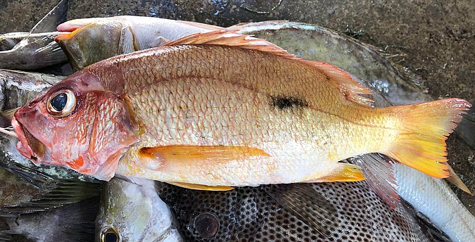 Image S215-1 of sample S215 (species: Lutjanus monostigma) / © Prof. Dr. Reinhold Hanel