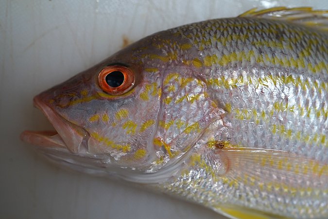 Image T219-6 of sample T219 (species: Lutjanus synagris) / © Prof. Dr. Reinhold Hanel