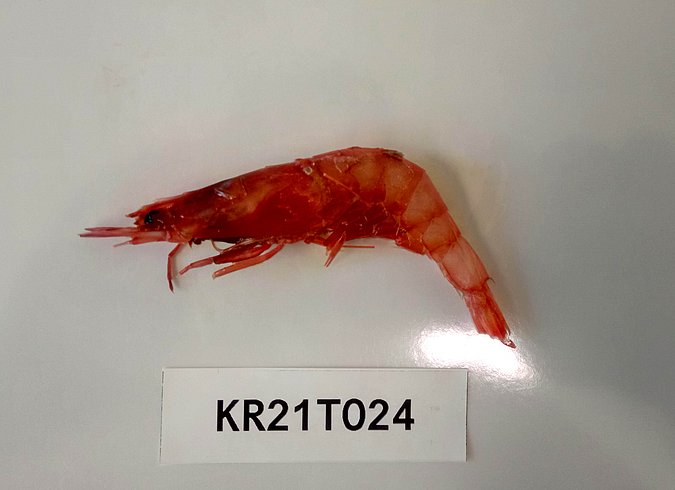 Image Kr21T024 of sample Kr21T024 (species: Aristeus antennatus) / © Max Rubner-Institut, Institut für Sicherheit und Qualität bei Milch und Fisch, Hamburg