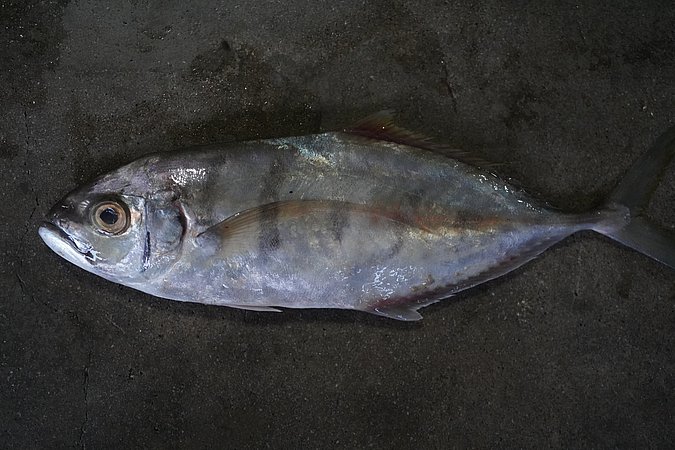 Image S146-2 of sample S146 (species: Carangoides plagiotaenia) / © © Johann Heinrich von Thünen Institute