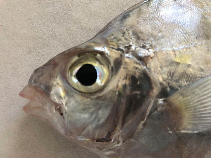 Image S218-2 of sample S218 (species: Aurigequula fasciata) / © Prof. Dr. Reinhold Hanel