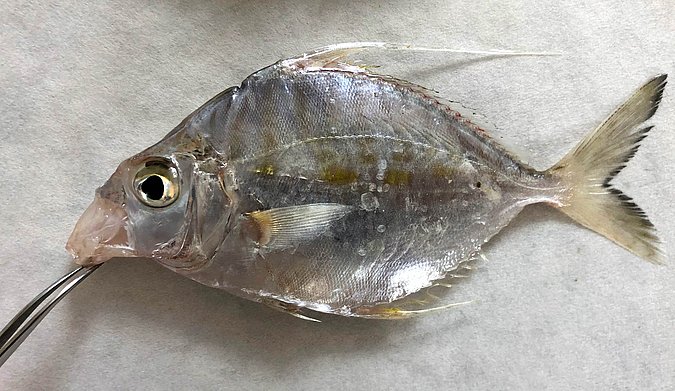 Image S219-2 of sample S219 (species: Aurigequula fasciata) / © Prof. Dr. Reinhold Hanel