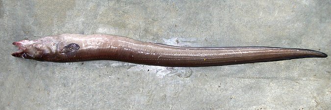 Image KV149-1 of sample KV149 (species: Conger conger) / © Prof. Dr. Reinhold Hanel