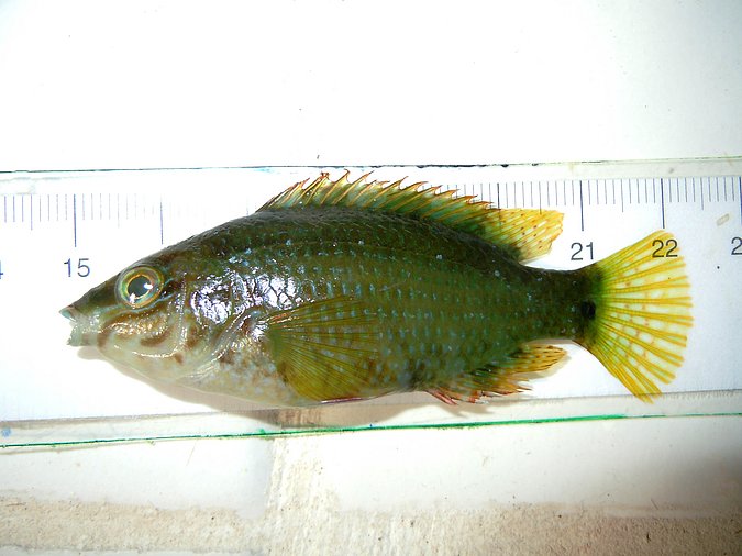 Image LB035-1 of sample LB035 (species: Symphodus roissali) / © Prof. Dr. Reinhold Hanel