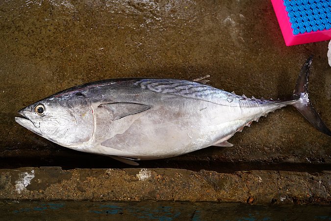 Image S102-1 of sample S102 (species: Euthynnus affinis) / © © Johann Heinrich von Thünen Institute